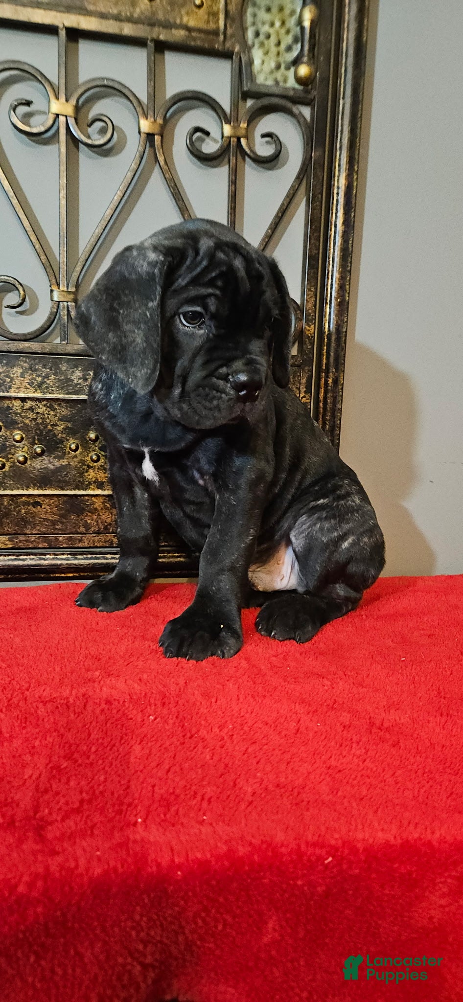 Cane Corso dogs Cane Corso Male Puppy Kringle - Ad 2