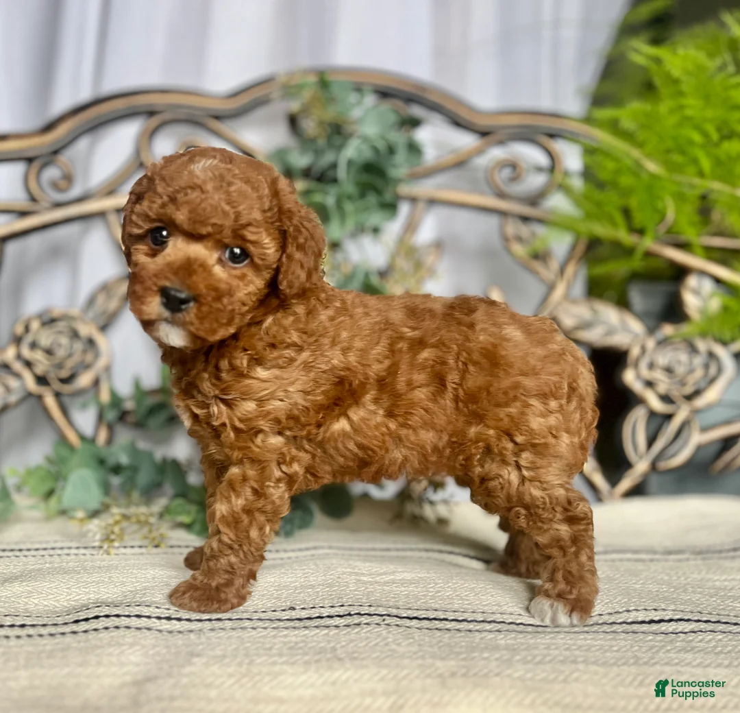 Miniature Poodle dogs for sale: Lil Muffin Top❤️🐾AKC Genetic Health Tested❤️🐾Call 717-529-1907 - Ad 3