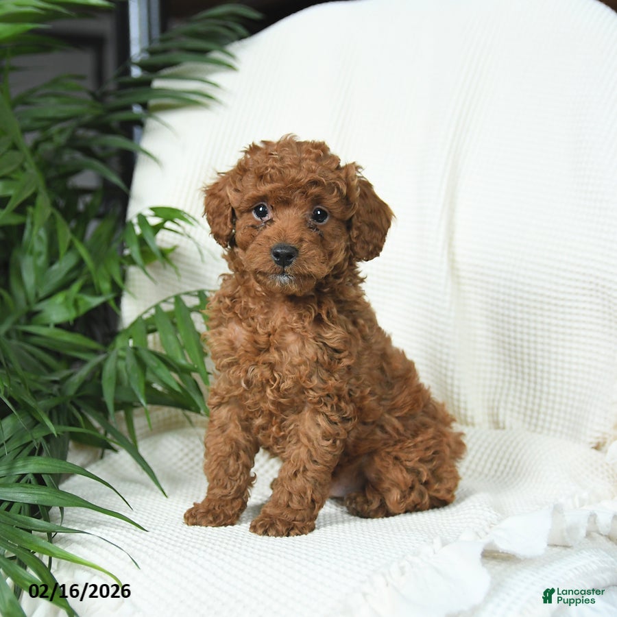 Toy Poodle dogs Teddy - Ad 2