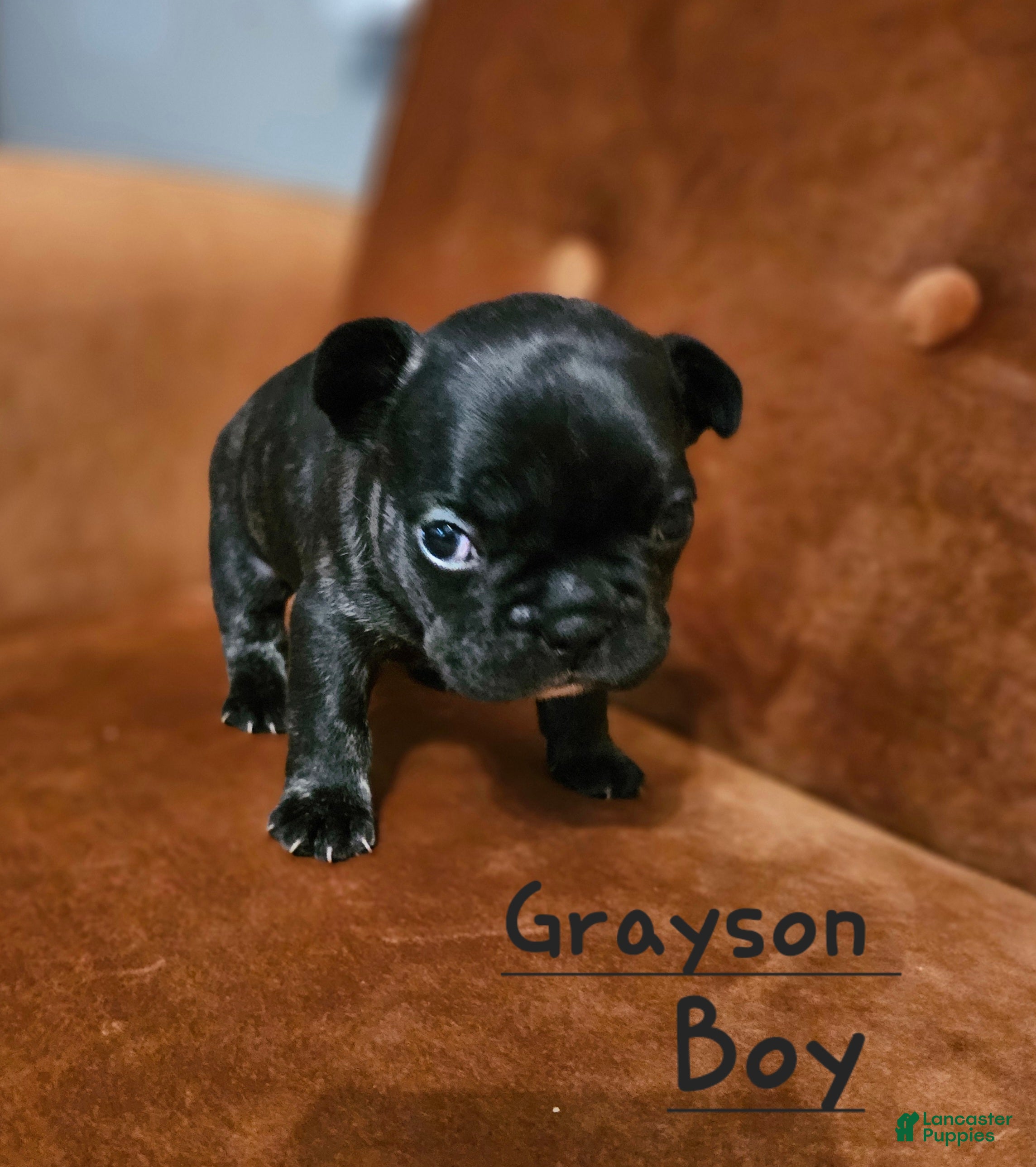 French Bulldog dogs Grayson - Ad 1