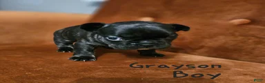 Grayson