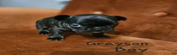 French Bulldog dogs for sale: Grayson - Ad 1