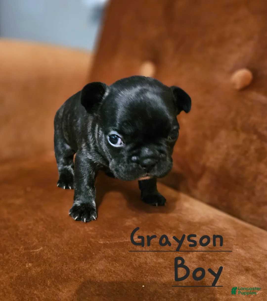 French Bulldog dogs for sale: Grayson - Ad 1