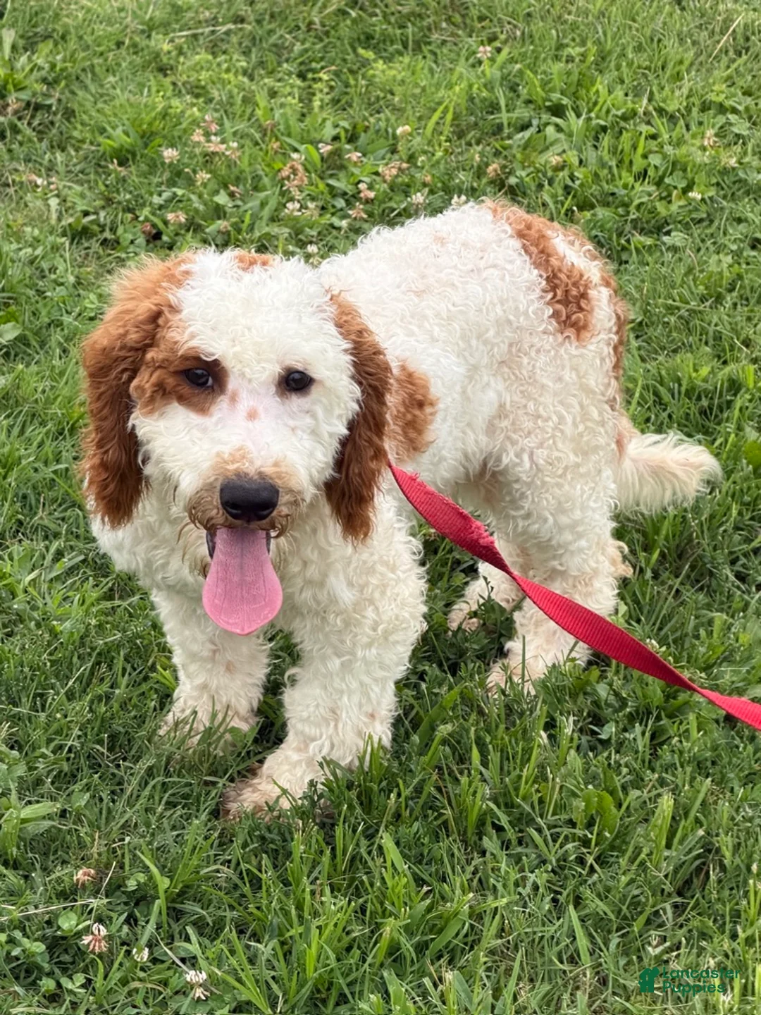 Miniature Labradoodle dogs for sale: Carl - Ad 4