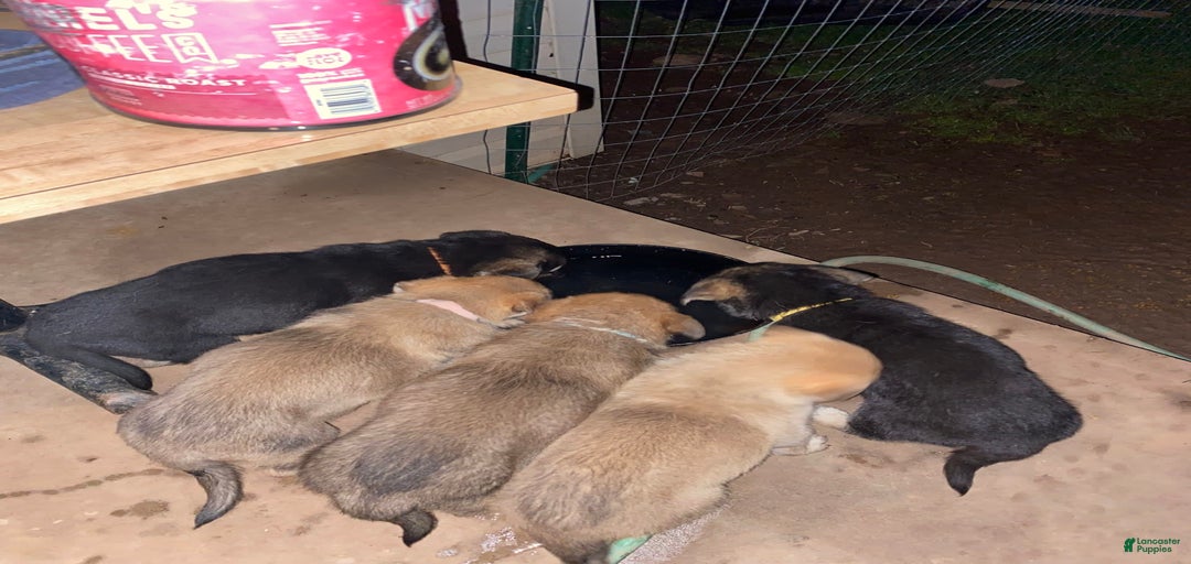 Gallery Image {{count}}