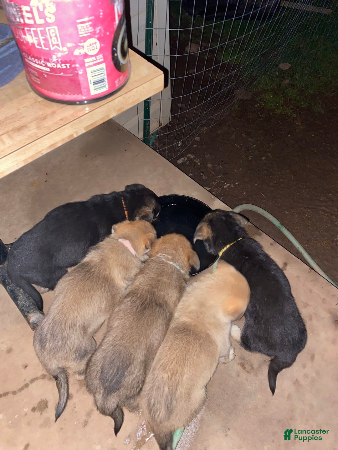 Gallery Image {{count}}