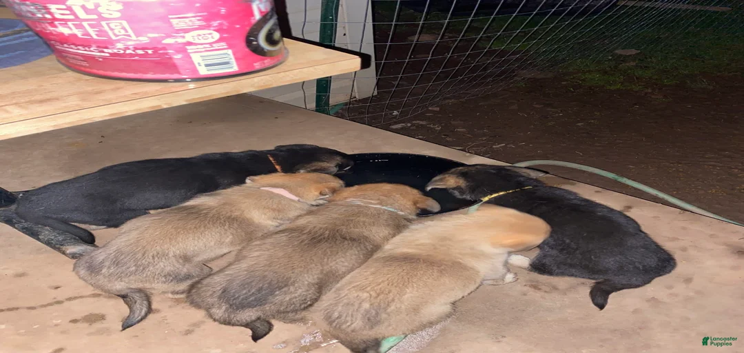 Gallery Image {{count}}