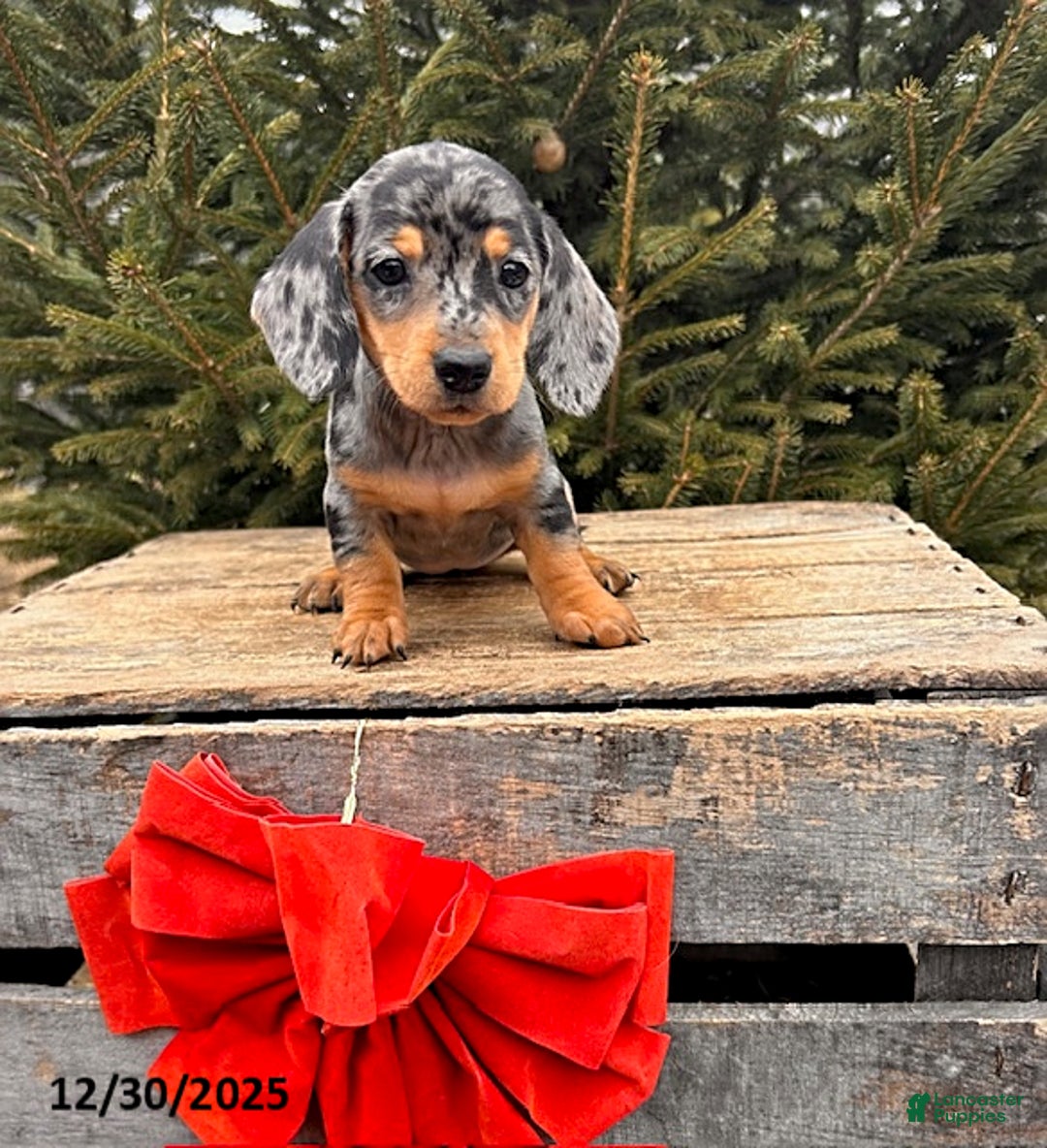 Miniature Dachshund dogs for sale: Oprah - Ad 3