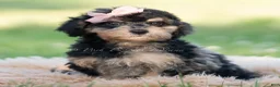 Mini Goldendoodle dogs for sale: kiki - Ad 5