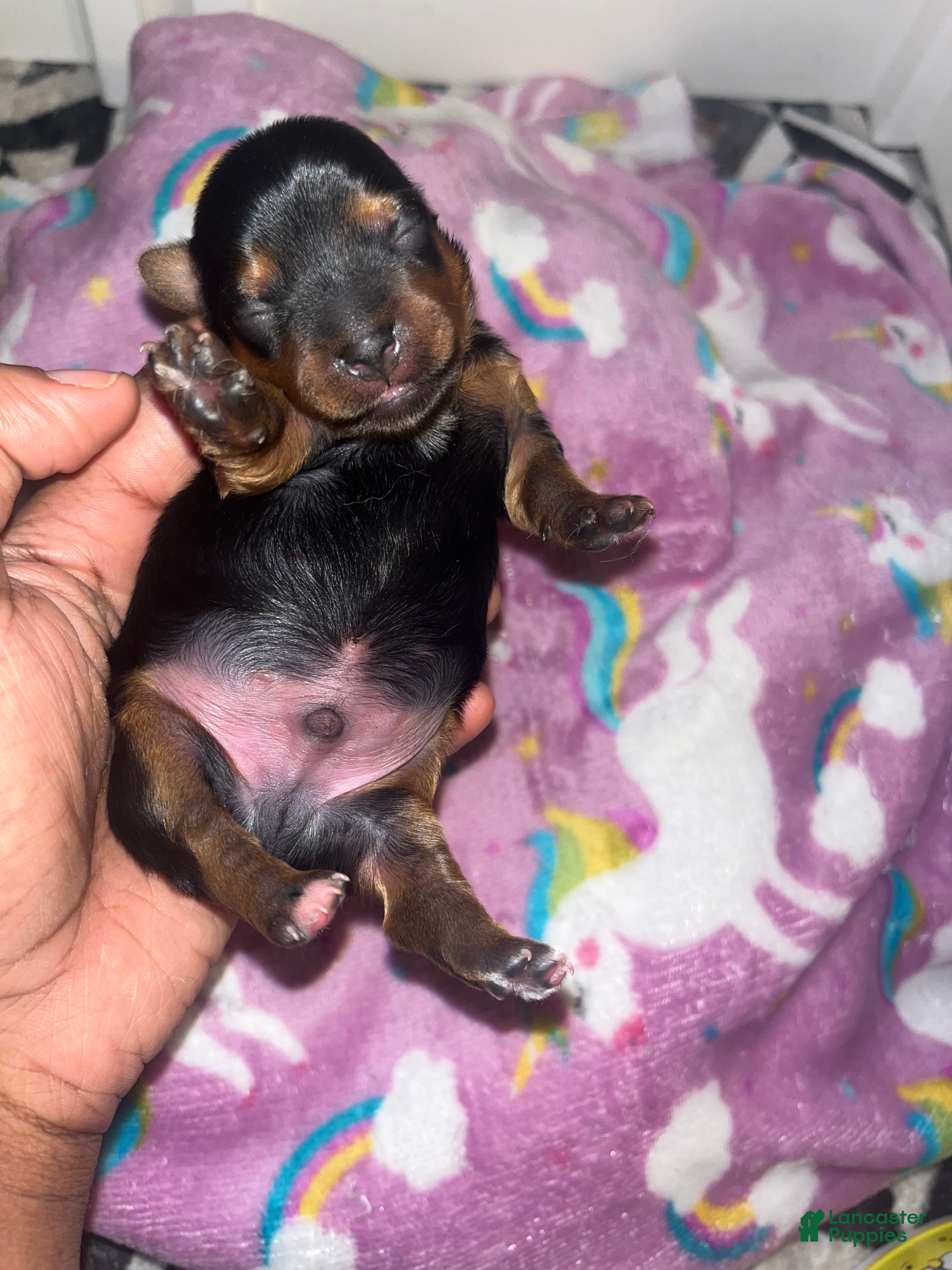 Yorkiepoo dogs Buster  - Ad 4