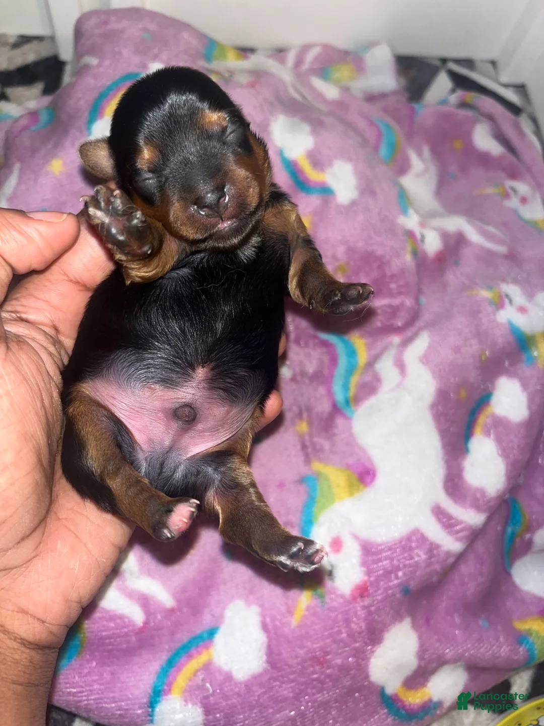 Yorkiepoo dogs for sale: Buster  - Ad 1
