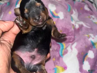 Yorkiepoo dogs Buster - Ad 4