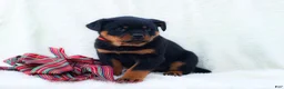 Rottweiler dogs for sale: Trixx - Ad 3