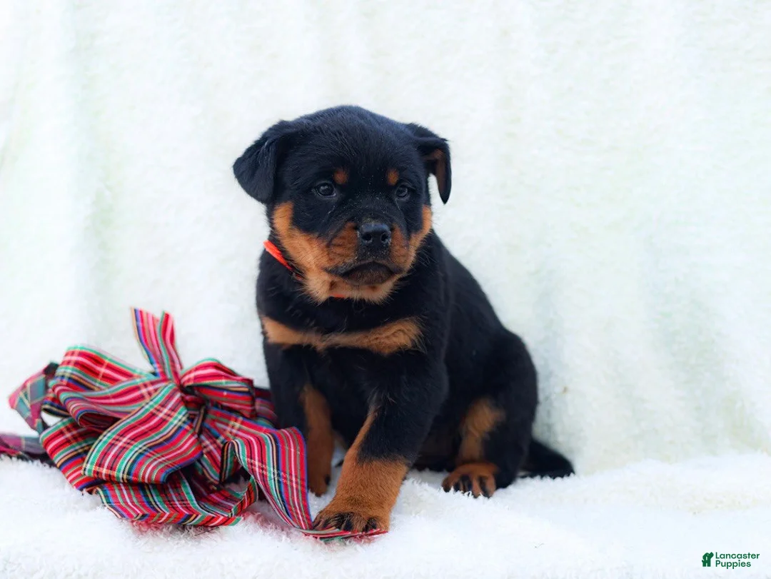 Rottweiler dogs for sale: Trixx - Ad 3