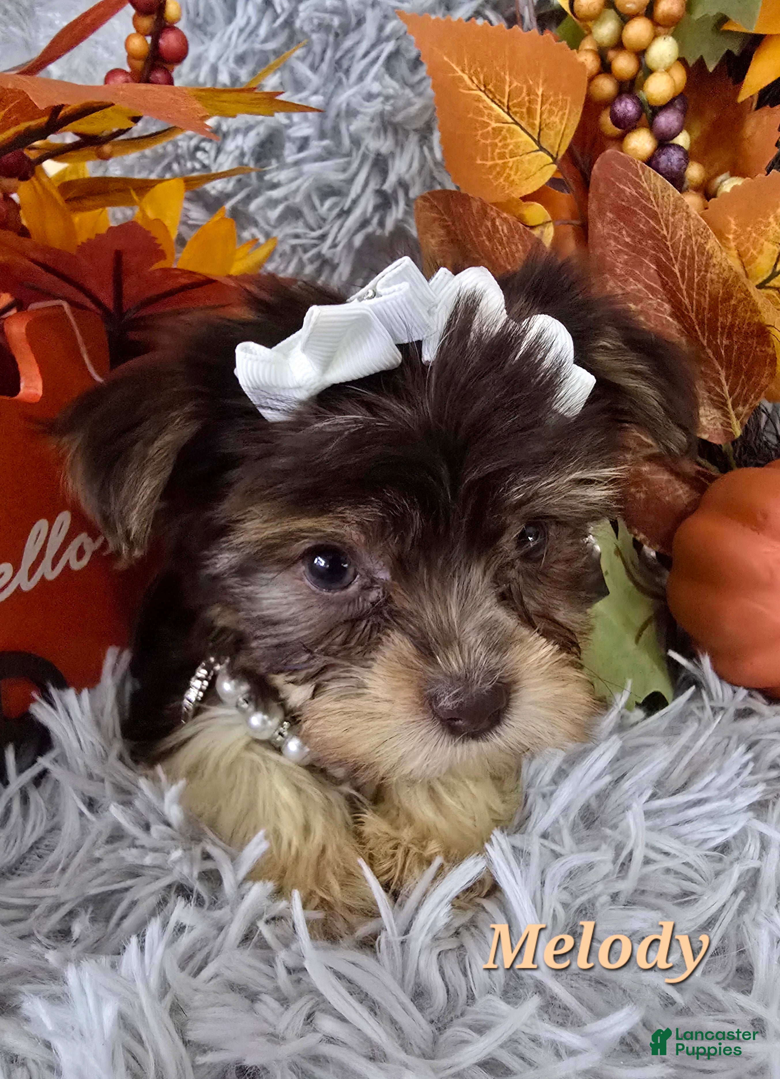 Yorkshire Terrier dogs Melody - Ad 2