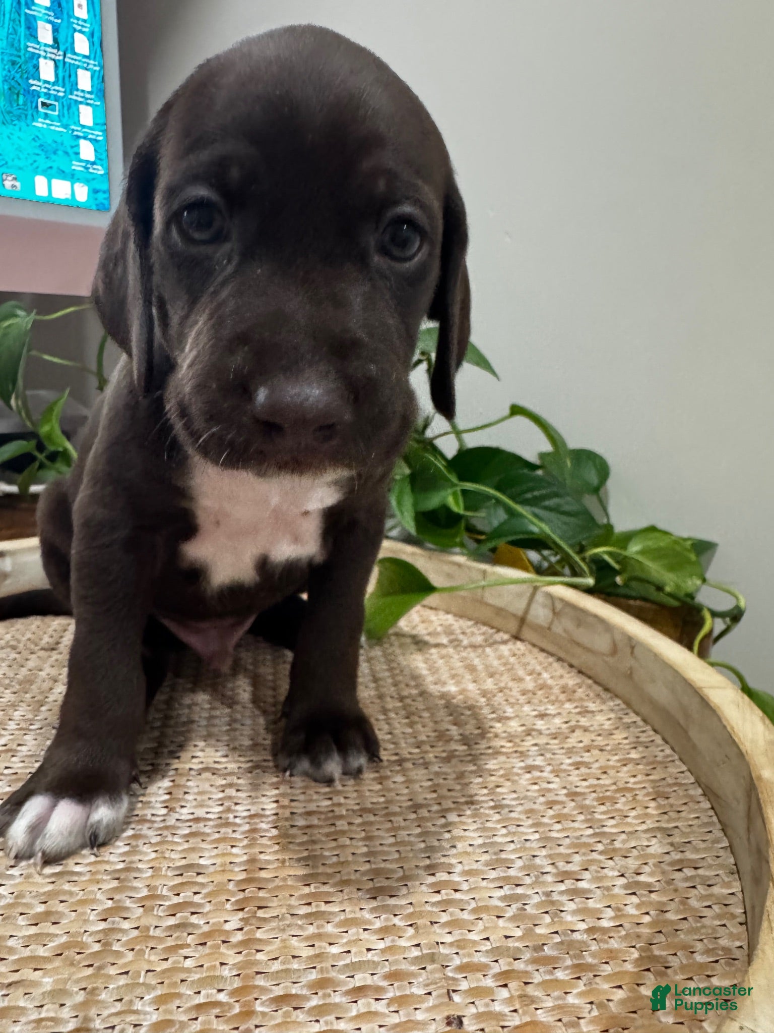 Mixed Breed dogs Blue - Ad 2