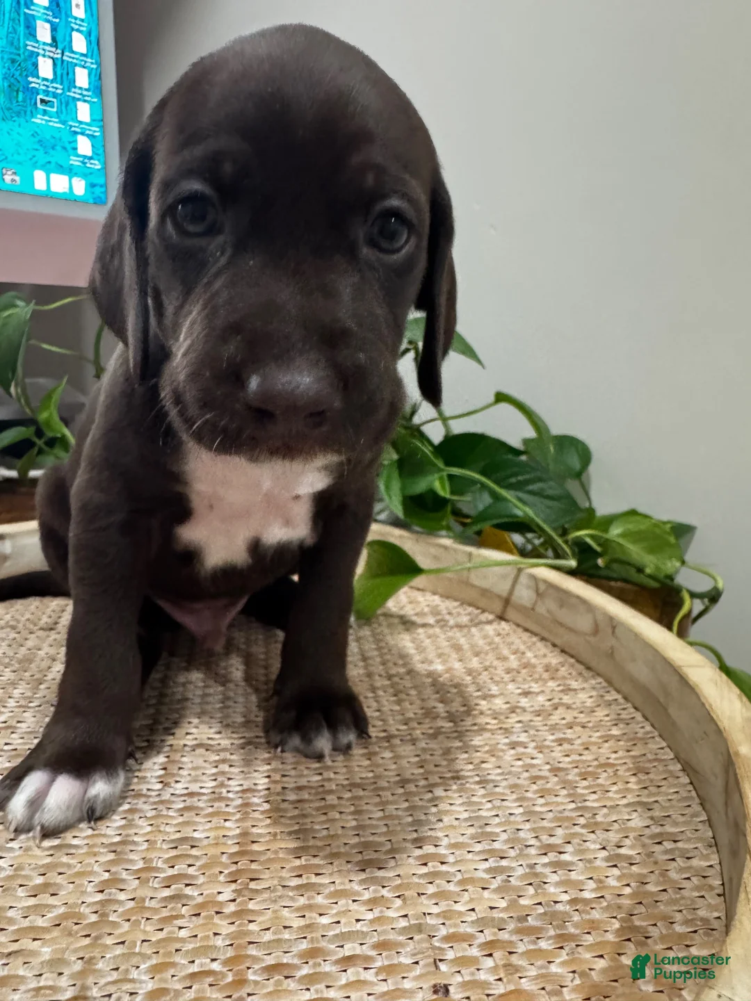 Mixed Breed dogs for sale: Blue - Ad 2