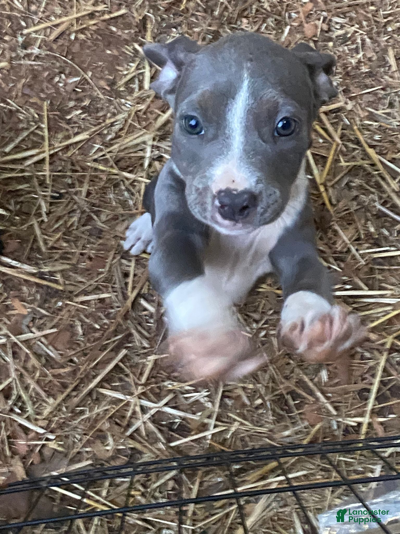 Mixed Breed dogs Mixed Breed 1 - Ad 1