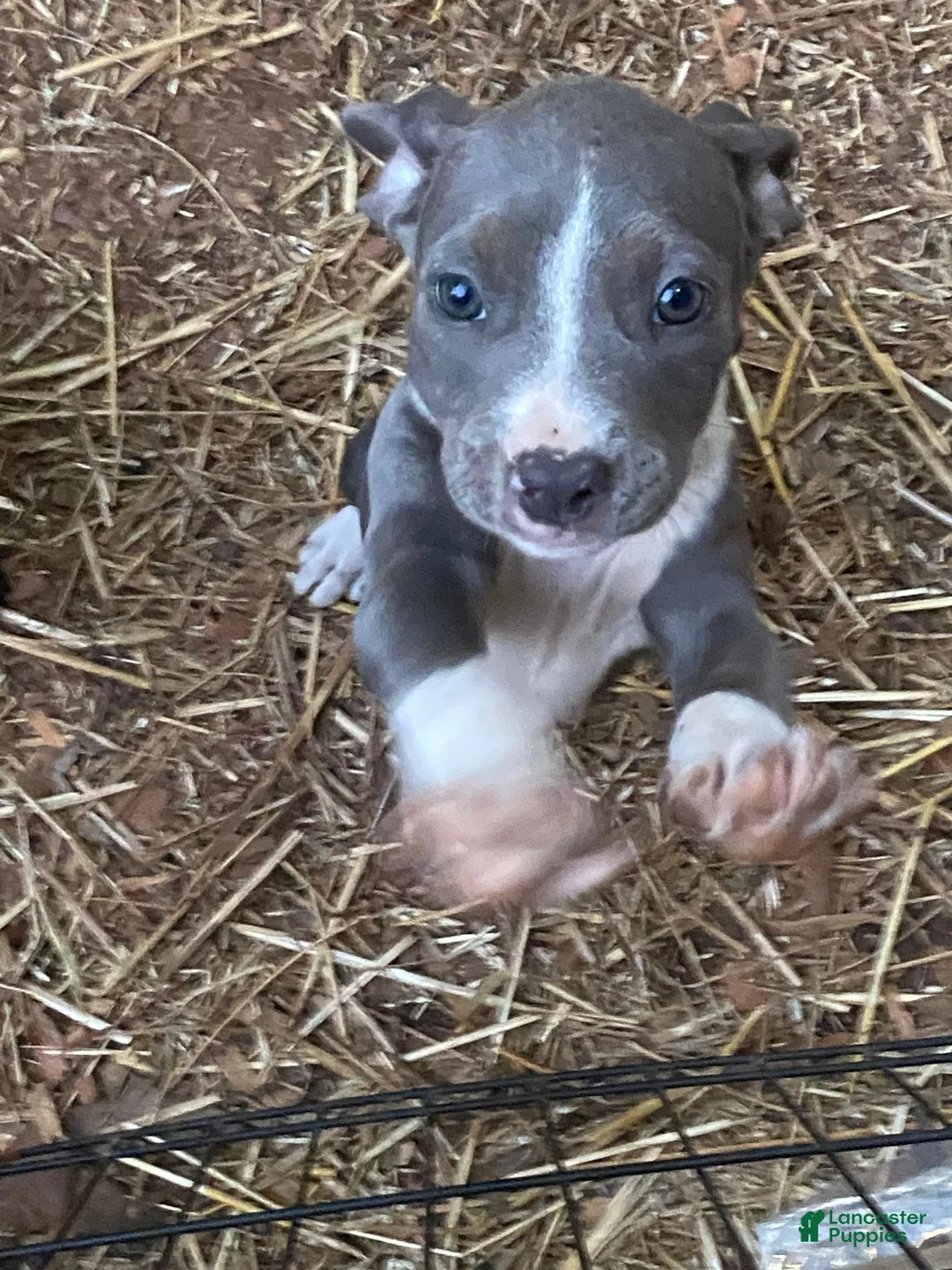 Mixed Breed dogs for sale: Mixed Breed 1 - Ad 1
