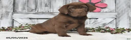 Labrador Retriever dogs for sale: Maxwell - Ad 5