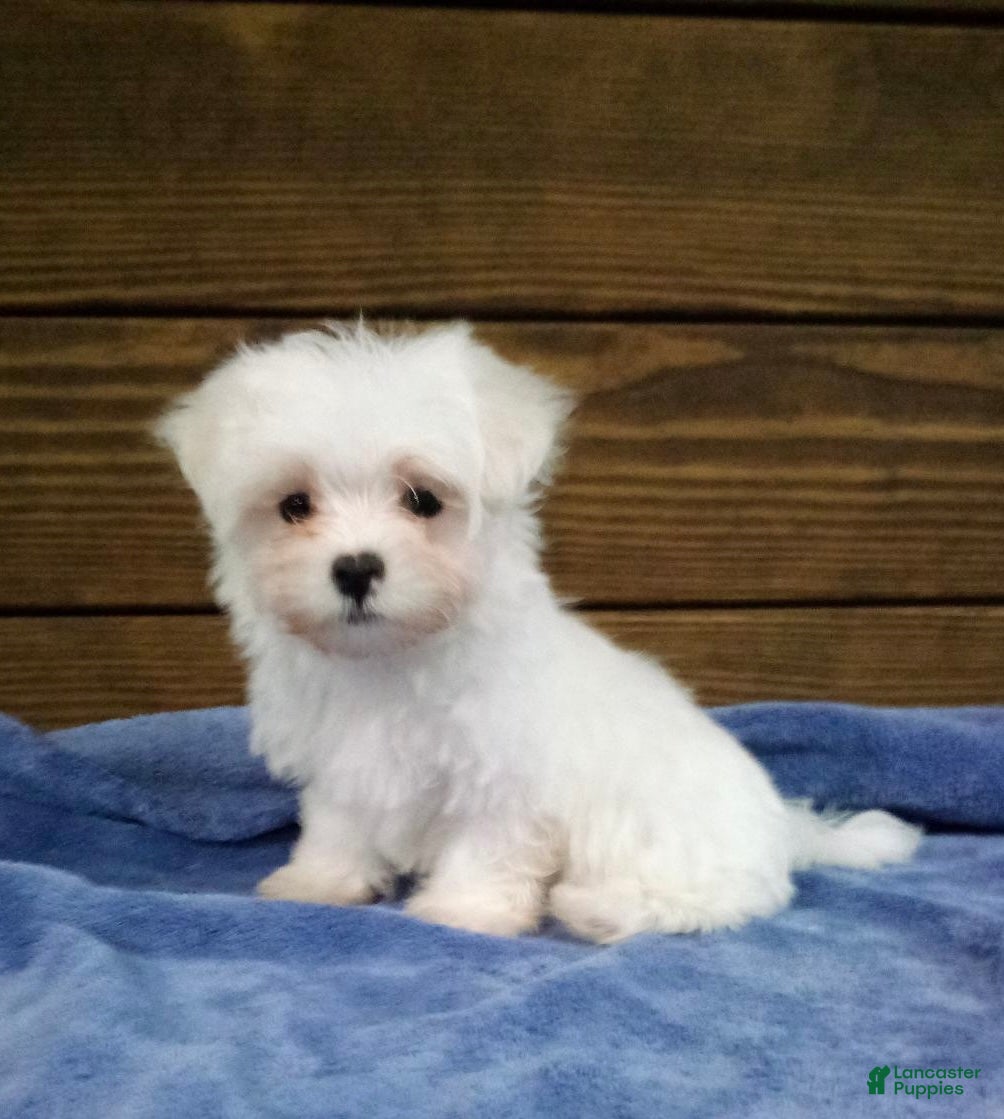 Maltese dogs Teddy - Ad 2