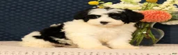 Mini Bernedoodle dogs for sale: Grace - Ad 6