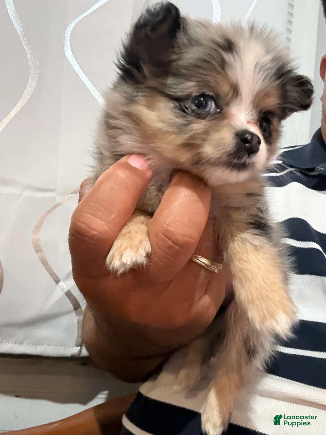 Pomeranian dogs for sale: Princes - Ad 1
