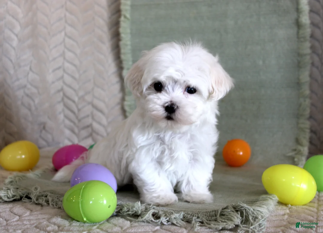 Maltese dogs for sale: Scotty - Ad 2