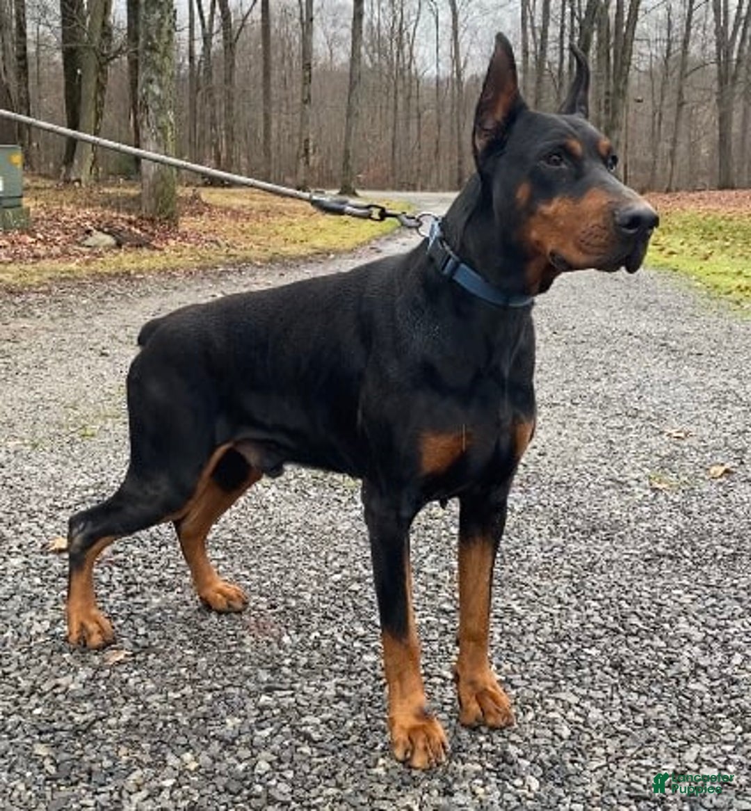 Gallery Image {{count}}