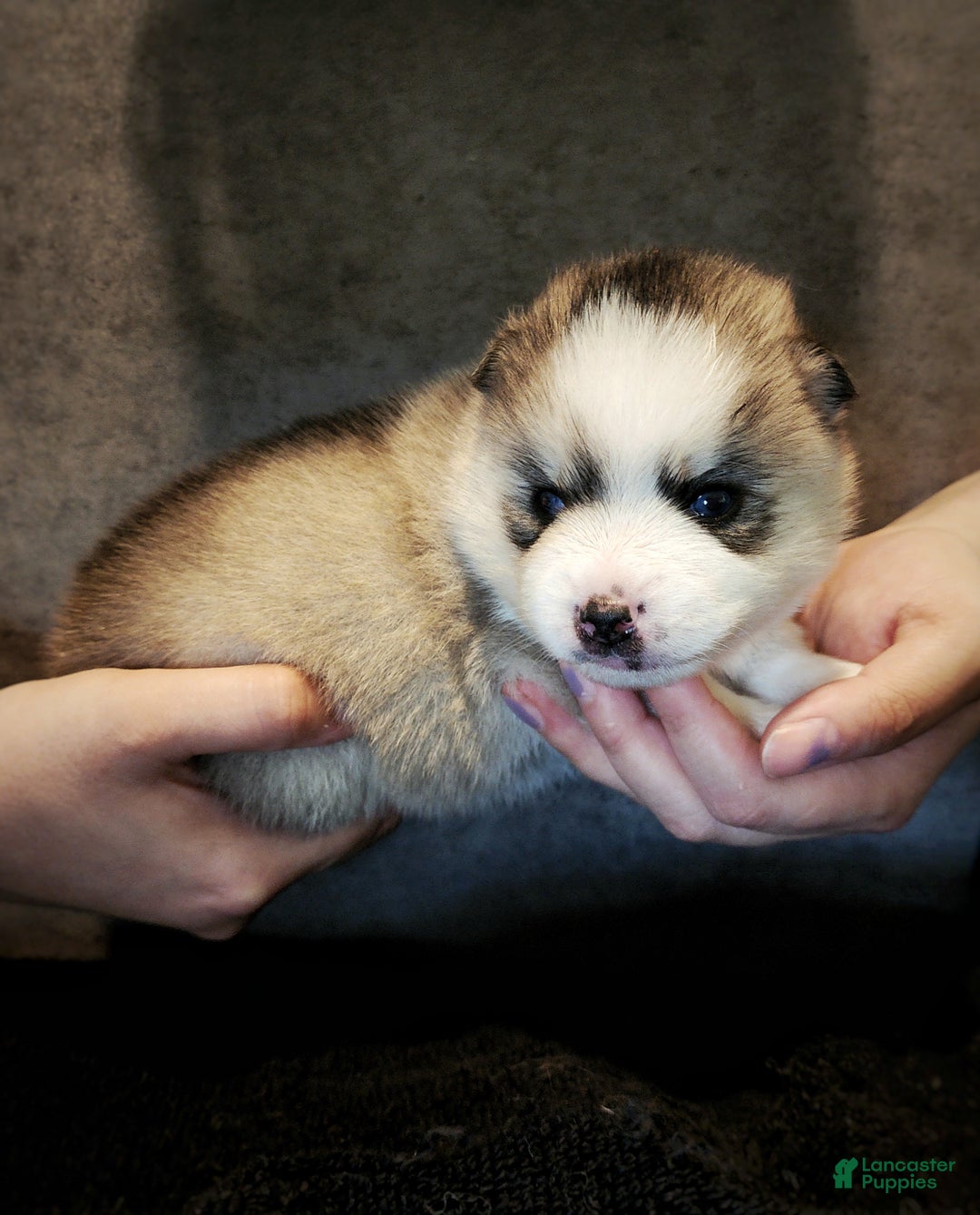 Pomsky dogs for sale: Pomsky Puppy 2 - Ad 4