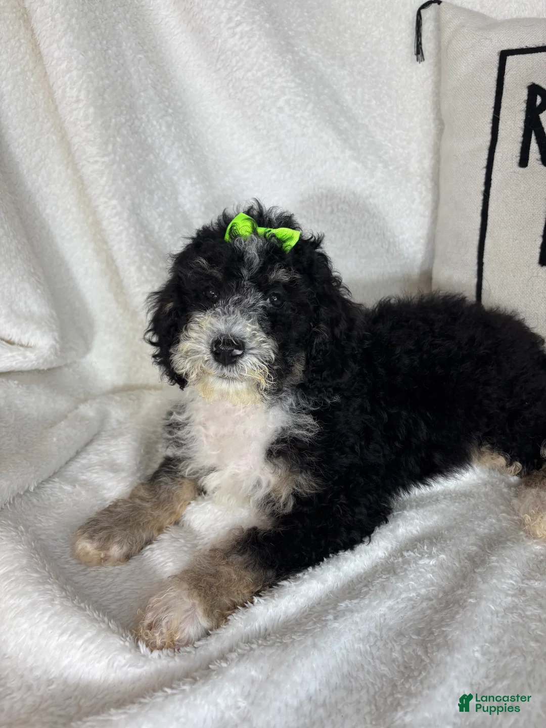 Mini Bernedoodle dogs for sale: Molly - Ad 2