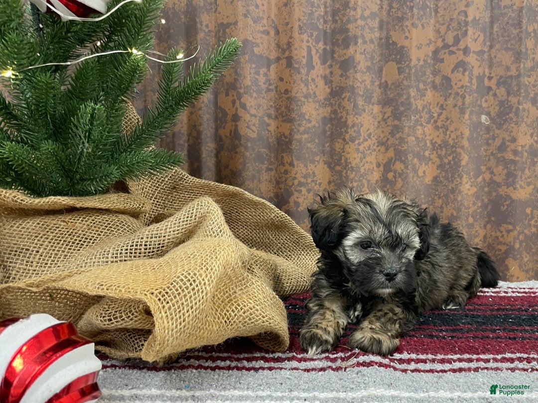 Shihpoo dogs for sale: Copper  - Ad 10