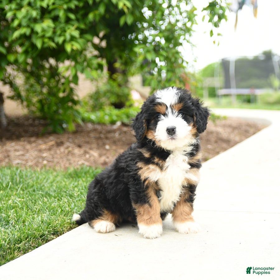 Bernedoodle dogs Apollo - Ad 1