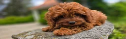 Cavapoo dogs for sale: Hope - Ad 5