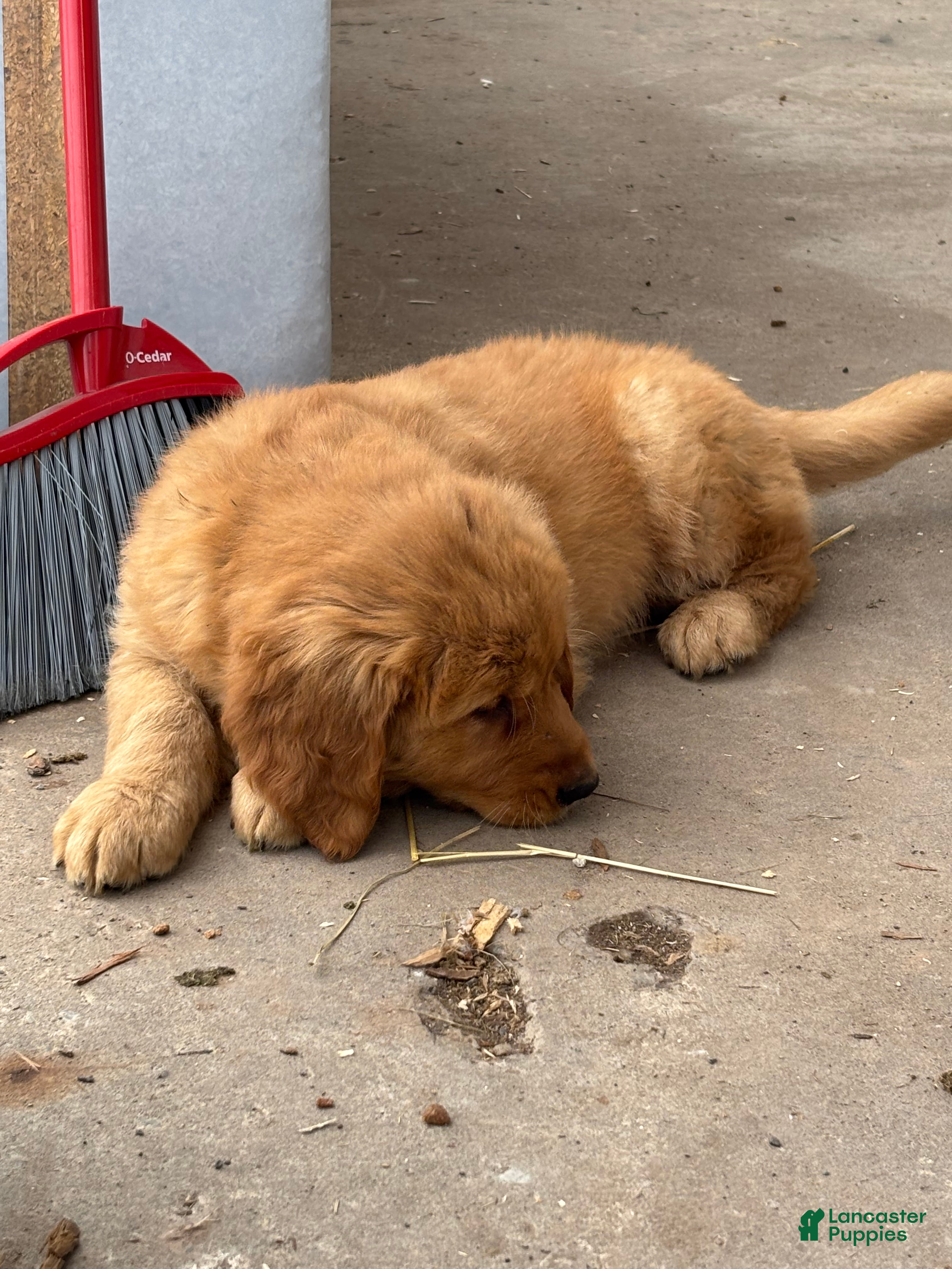 Golden Retriever dogs Max - Ad 2
