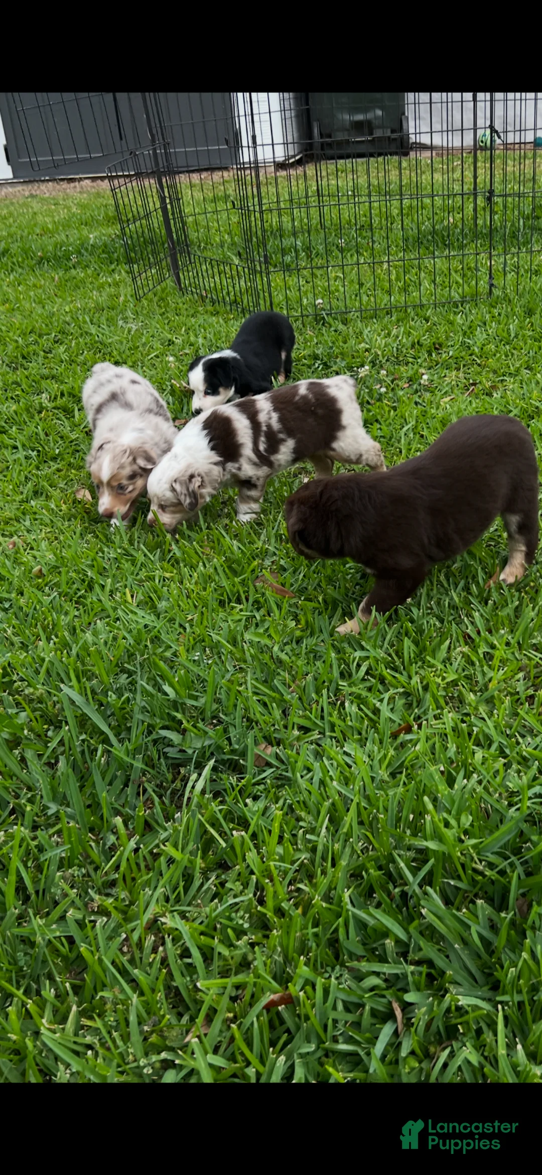 Australian Shepherd dogs for sale: Australian Shepherd Puppy 3 - Ad 2