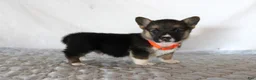 Welsh Corgi Pembroke dogs for sale: Hugo - Ad 2