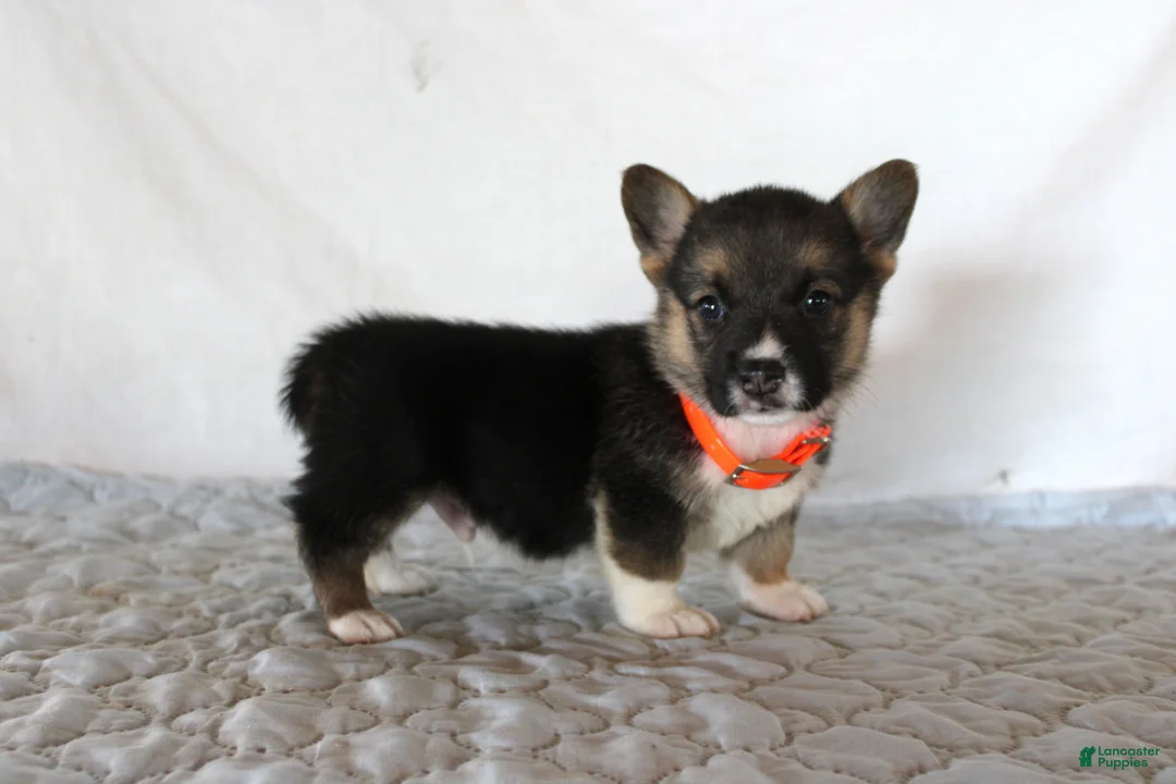 Welsh Corgi Pembroke dogs for sale: Hugo - Ad 2