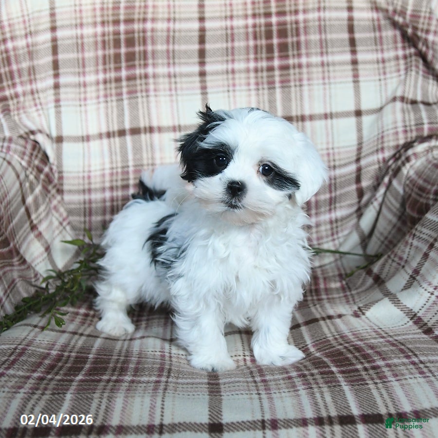 Malshi dogs Sunny   - Ad 2