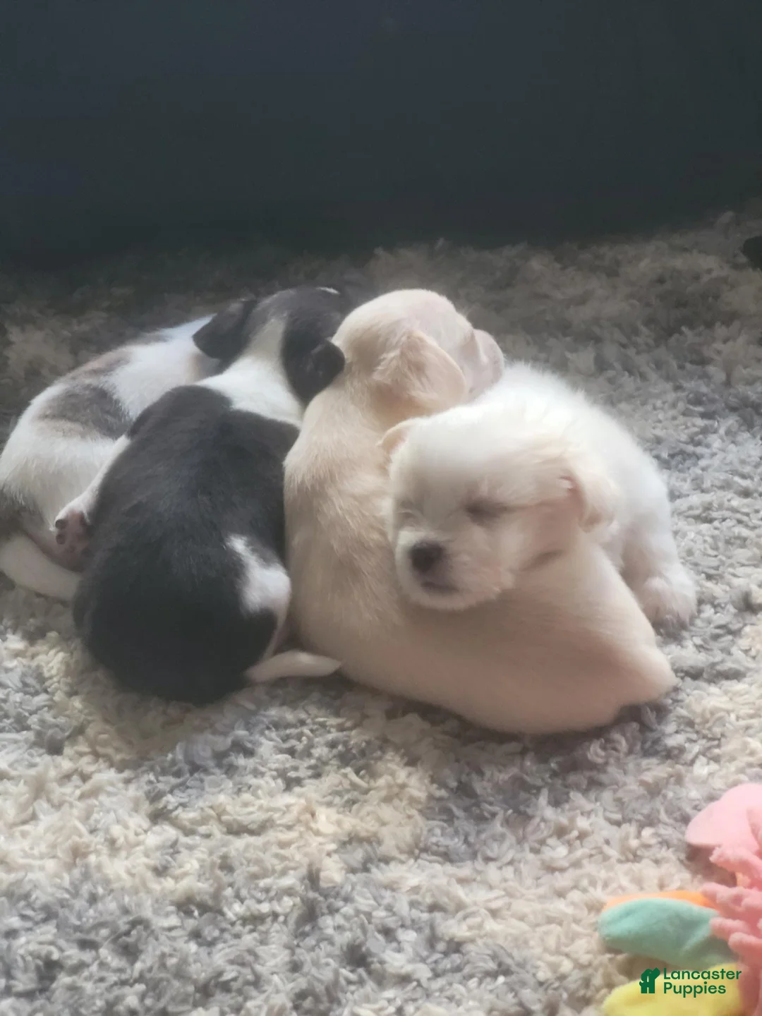 Chorkie dogs for sale: Basil - Ad 6