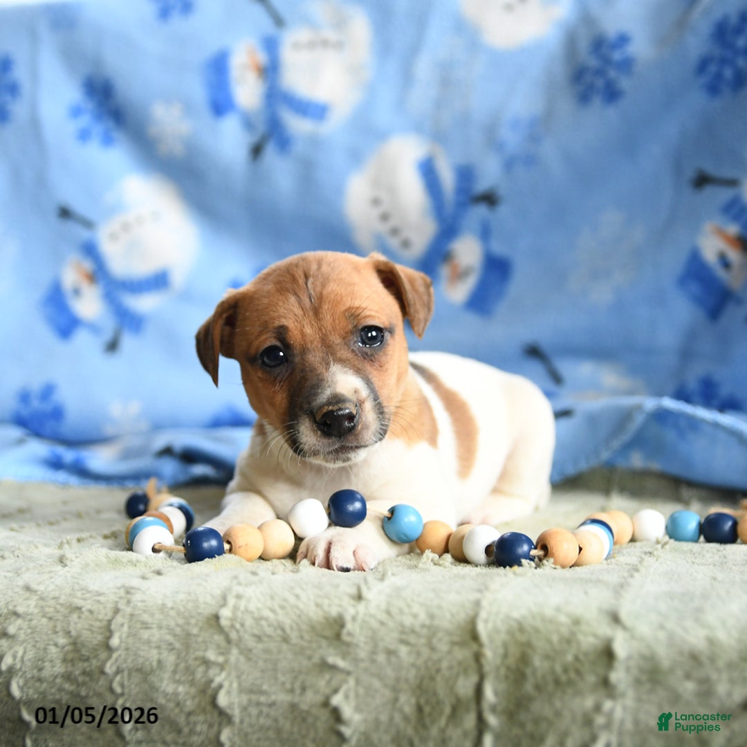 Jack Russell Terrier dogs for sale: Peaches - Ad 2
