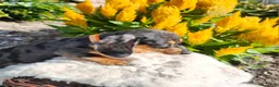 Miniature Dachshund dogs for sale: Remy  - Ad 6