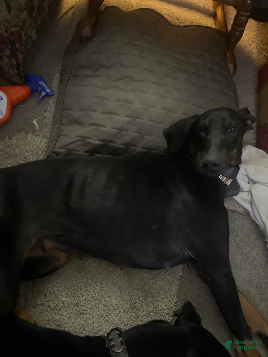 Doberman Pinscher dogs for sale: Doberman Pinscher Puppy 4 - Ad 2