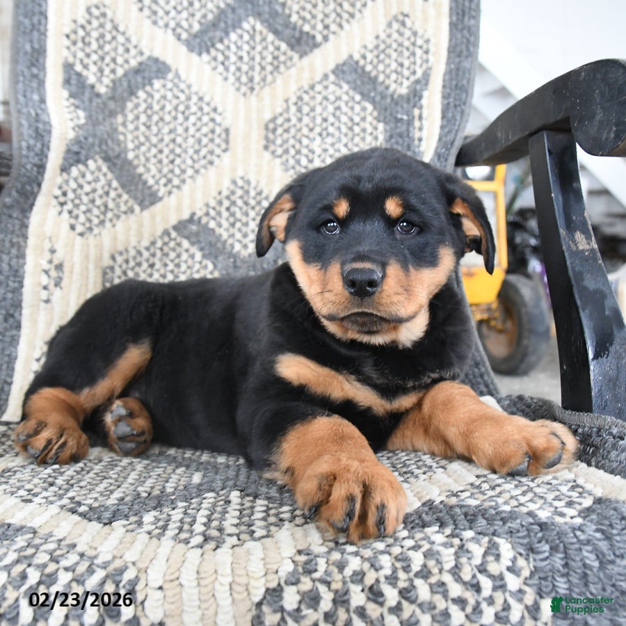 Rottweiler dogs Drousy - Ad 2