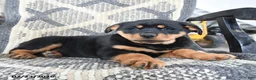 Rottweiler dogs for sale: Drousy - Ad 2