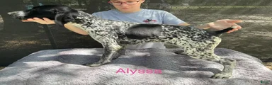 Alyssa