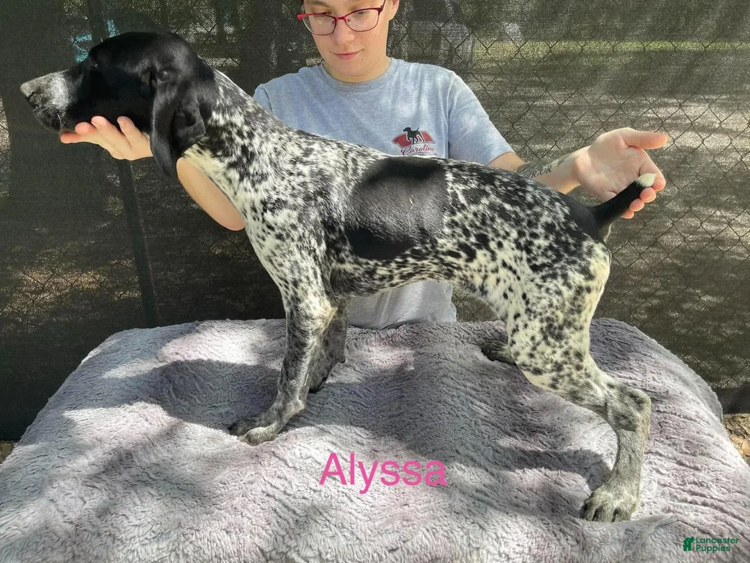 German Shorthaired Pointer dogs for sale: Alyssa - Ad 1
