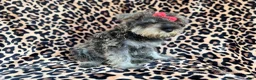 Miniature Schnauzer dogs for sale: Pixie - Ad 5