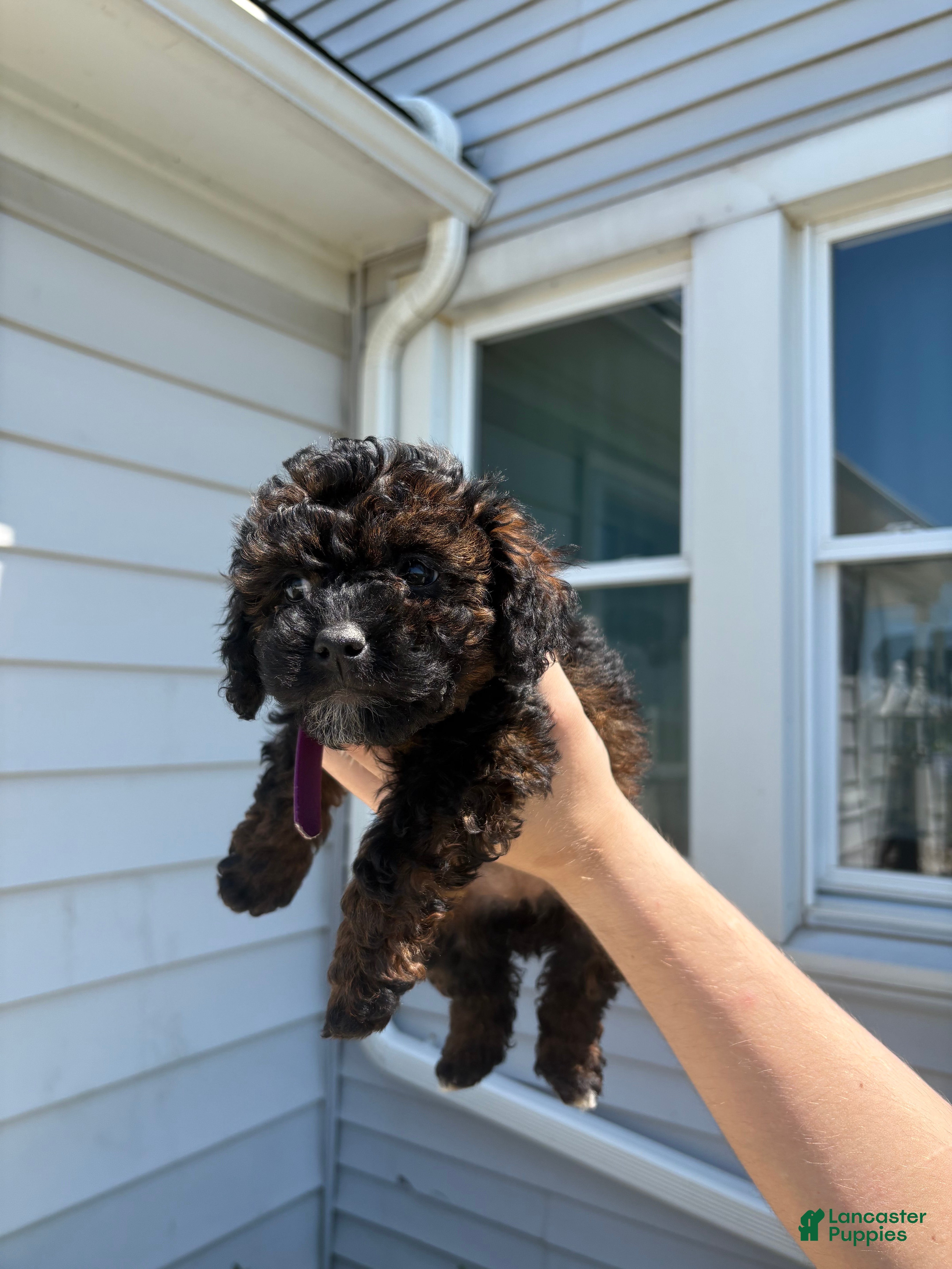 Toy Poodle dogs Freida - Ad 22