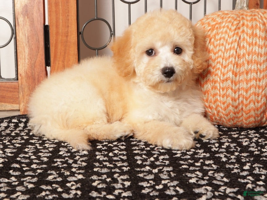 Bichpoo dogs Nova Shy Poochon  - Ad 1